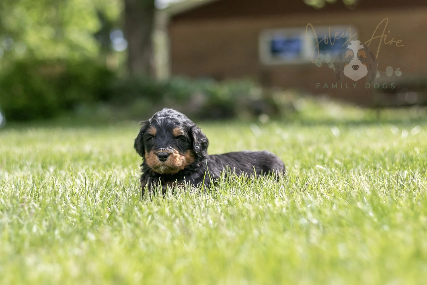 Guitar  Bernedoodle Puppy-114.jpg