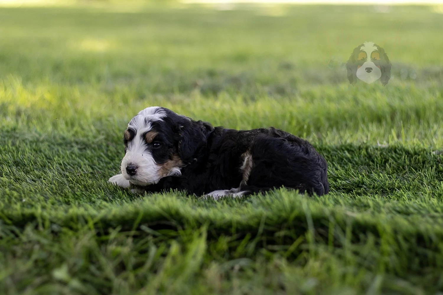 Yellowstone Bernedoodle Puppy-418.jpg