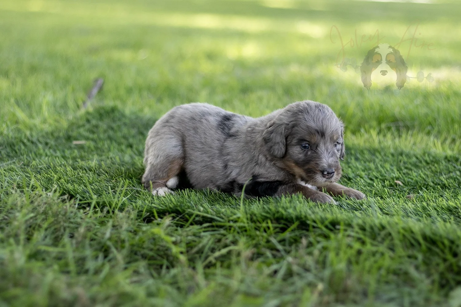 Matthew Cuthbert Bernedoodle Puppy-595.jpg