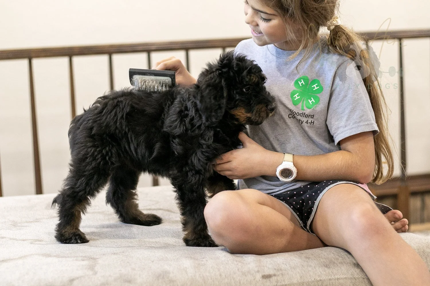 Olympic Bernedoodle Puppy-462.jpg