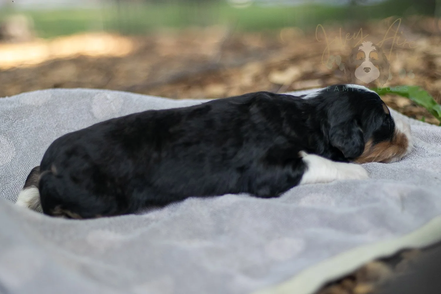 Zion Bernedoodle Puppy-95.jpg