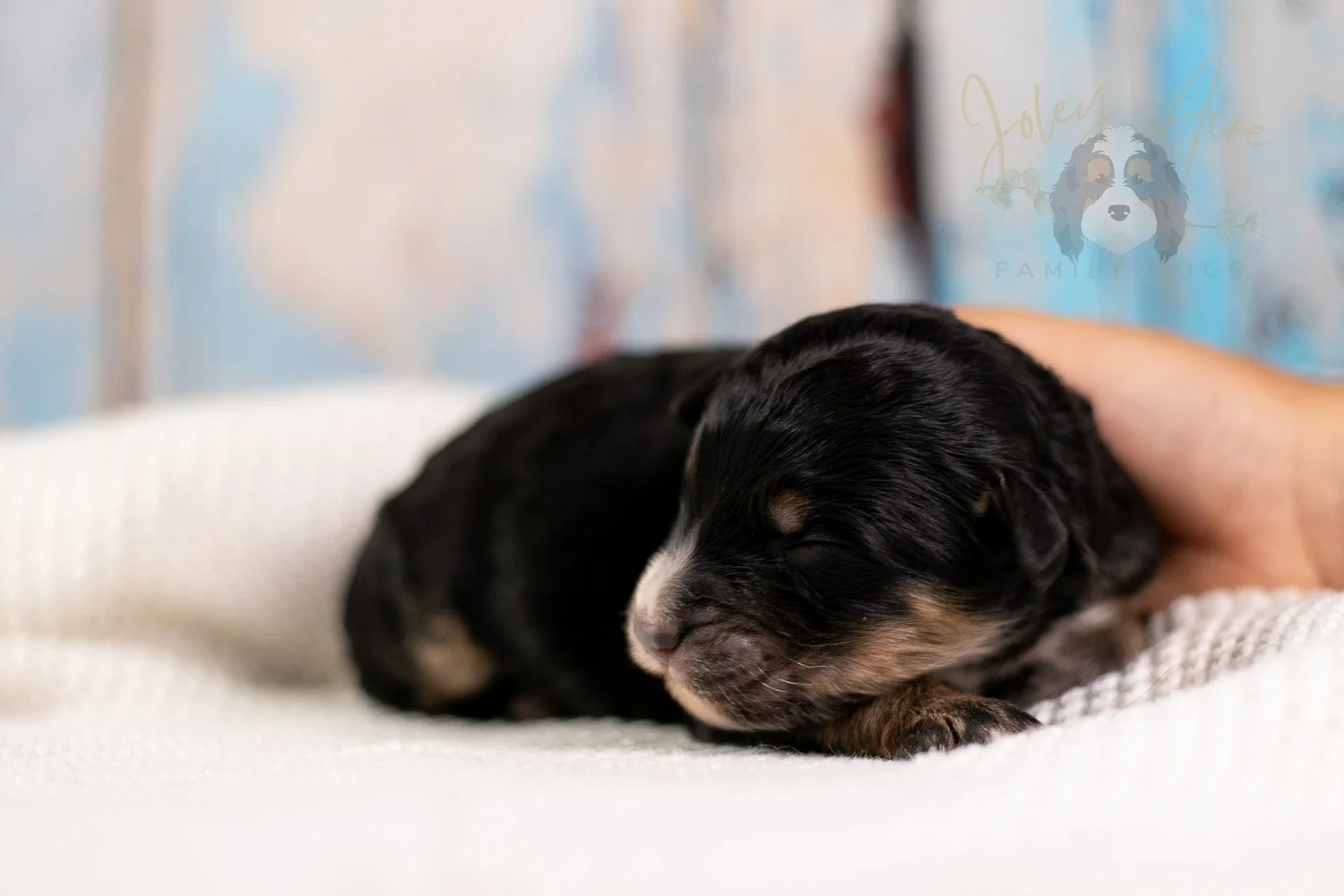 Da Vinci Bernedoodle Puppy-114.jpg