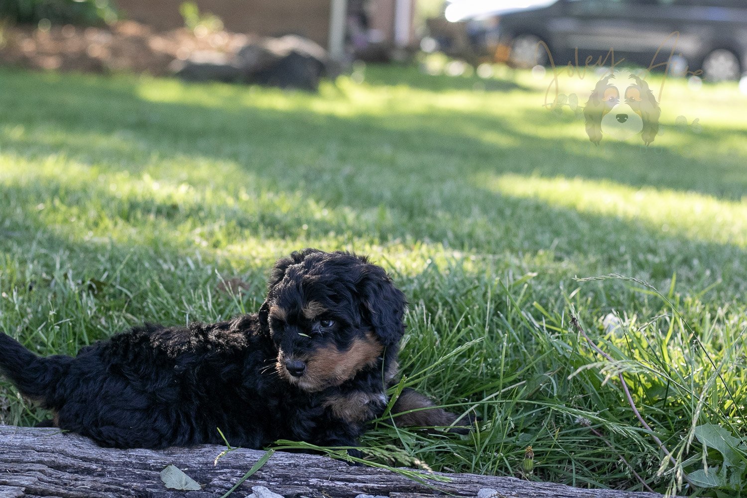 Guitar Bernedoodle Puppy-20.jpg