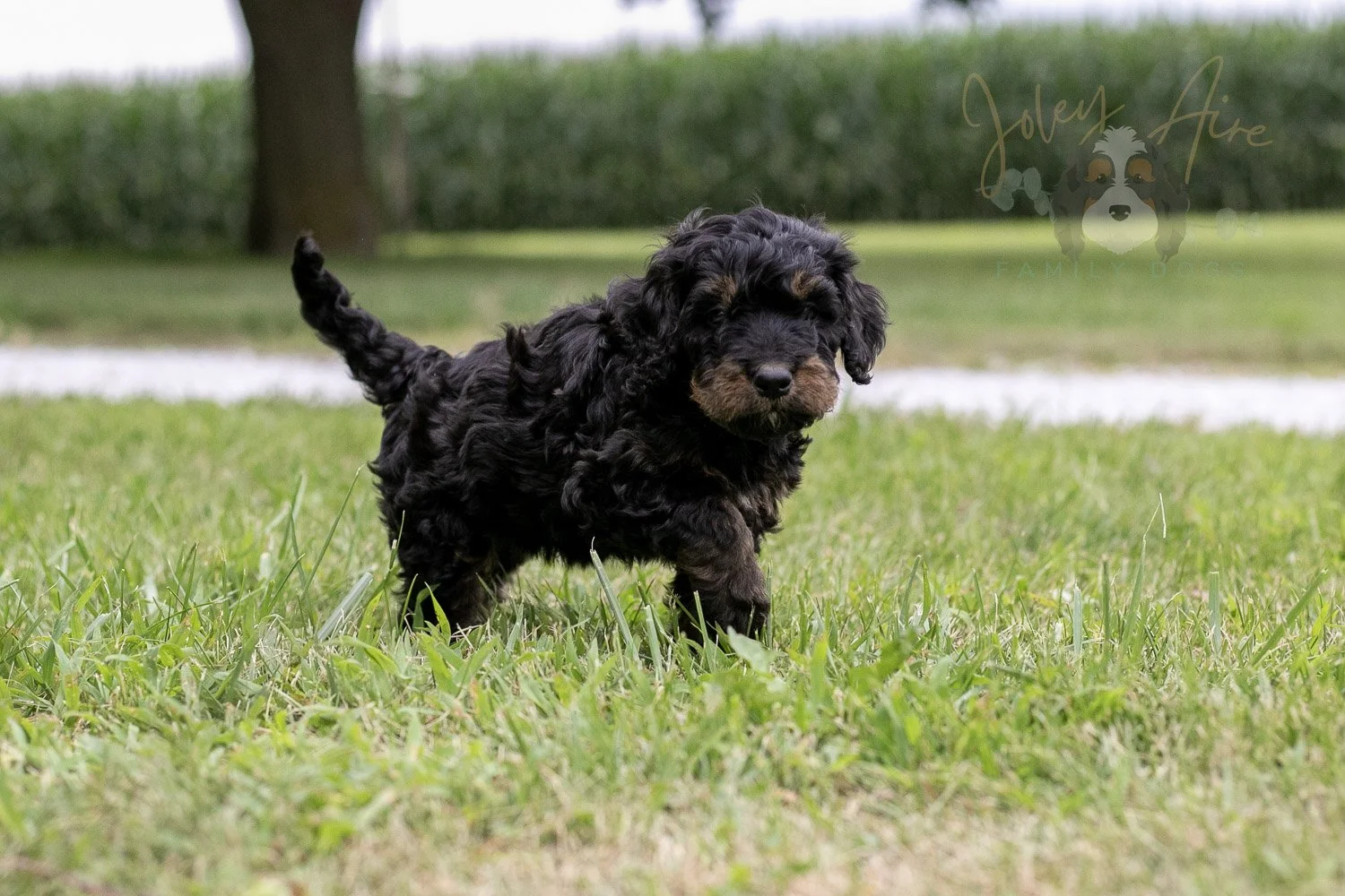 Bryce Bernedoodle Puppy-65.jpg