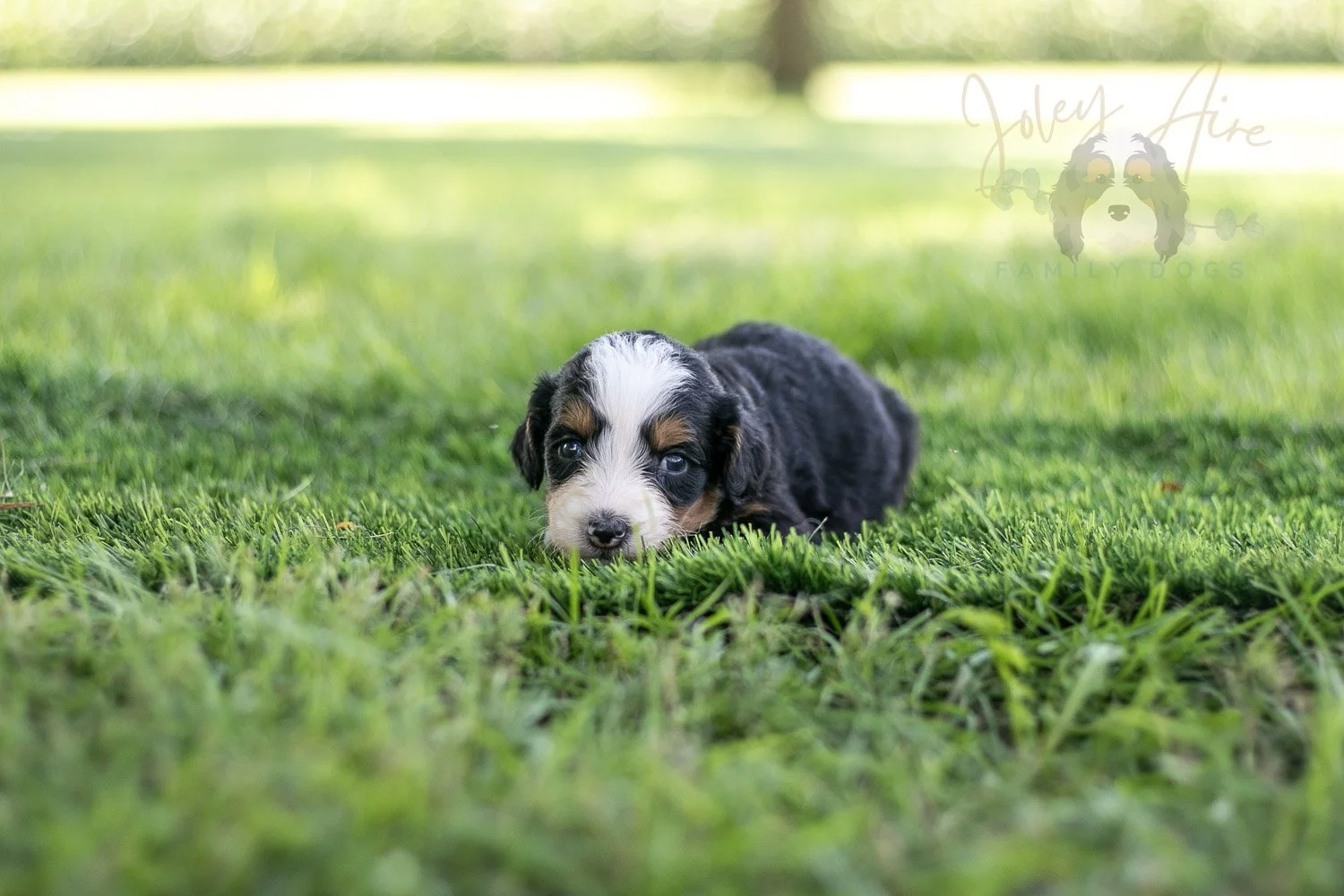 Anne Shirley Bernedoodle Puppy-525.jpg