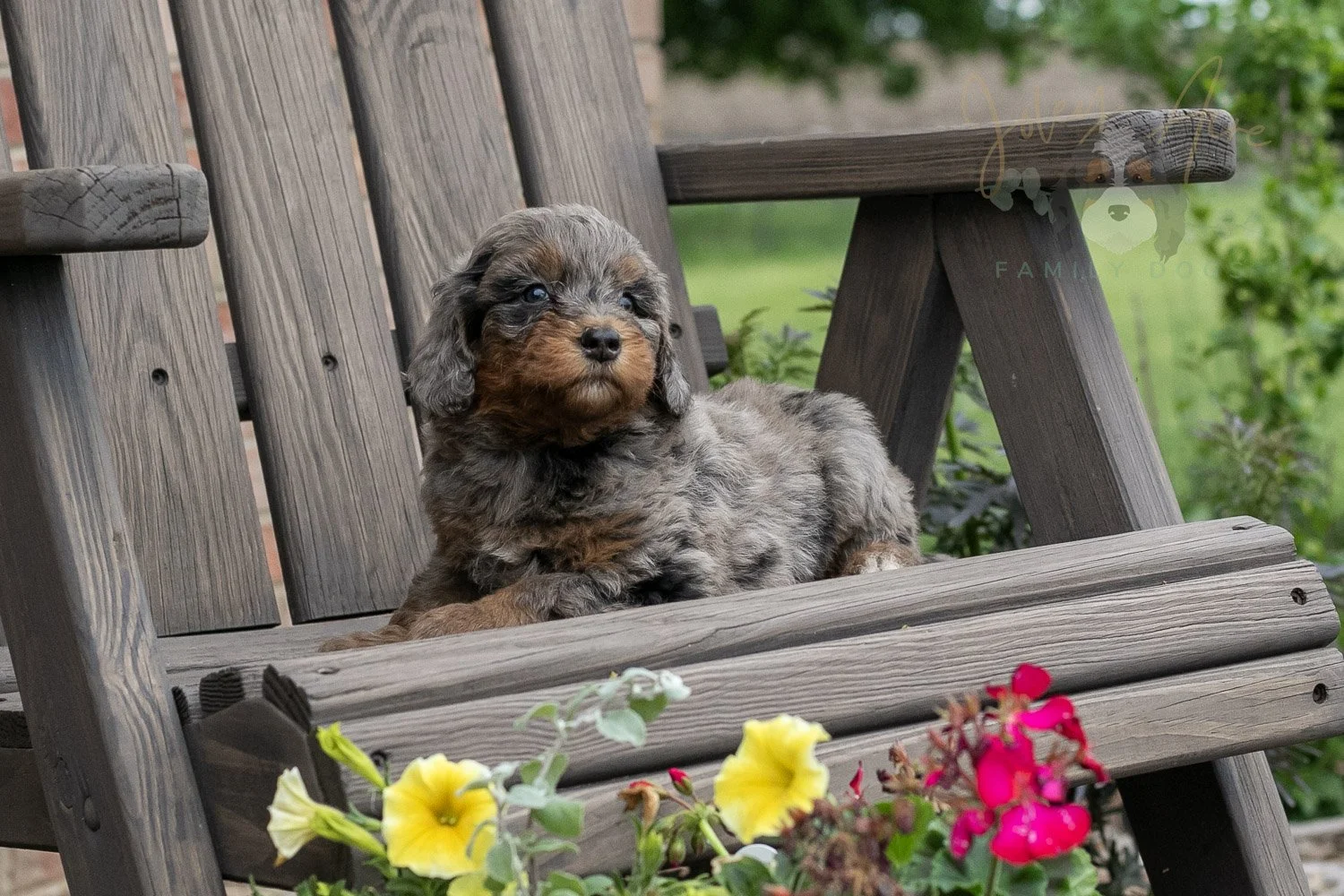 Flute Bernedoodle Puppy-9.jpg
