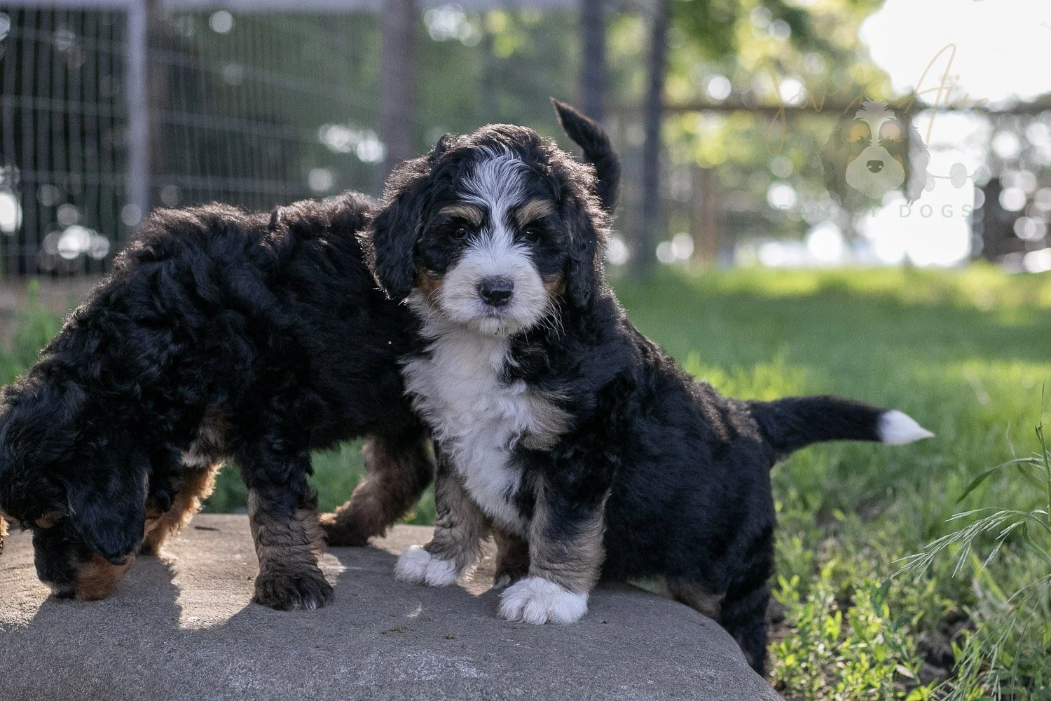 Trumpet Bernedoodle Puppy-26.jpg