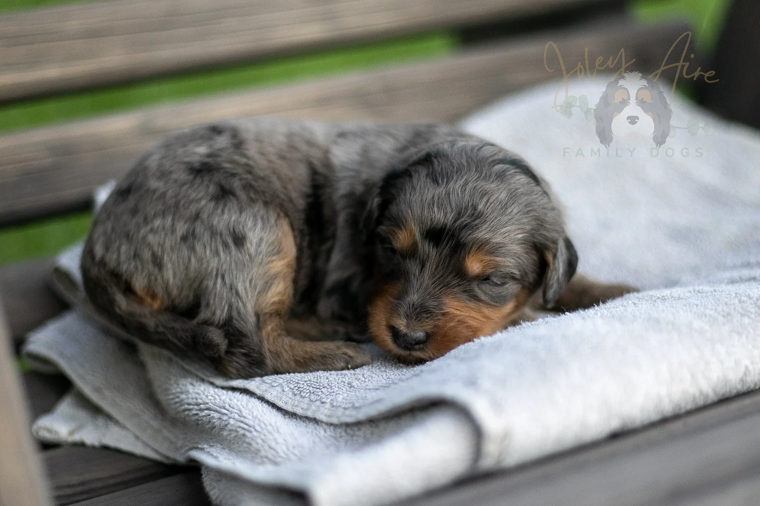 Josie Pye Bernedoodle Puppy-07.jpg