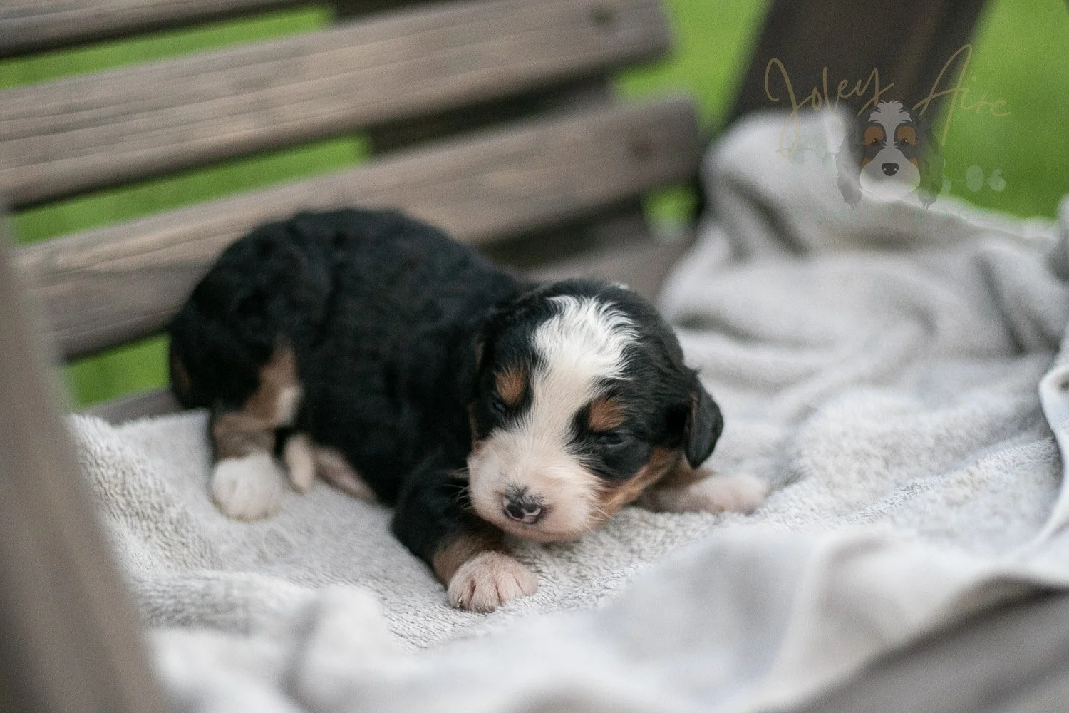 Anne Shriley Bernedoodle Puppy-51.jpg