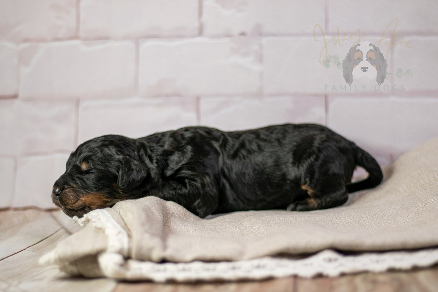 Bryce Bernedoodle Puppy-195.jpg