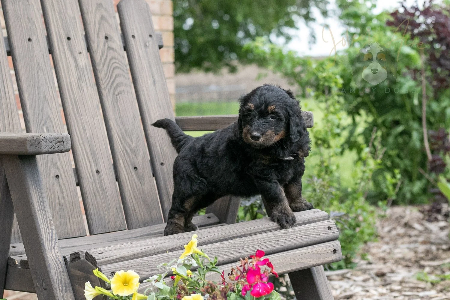 Piano Bernedoodle Puppy-21.jpg