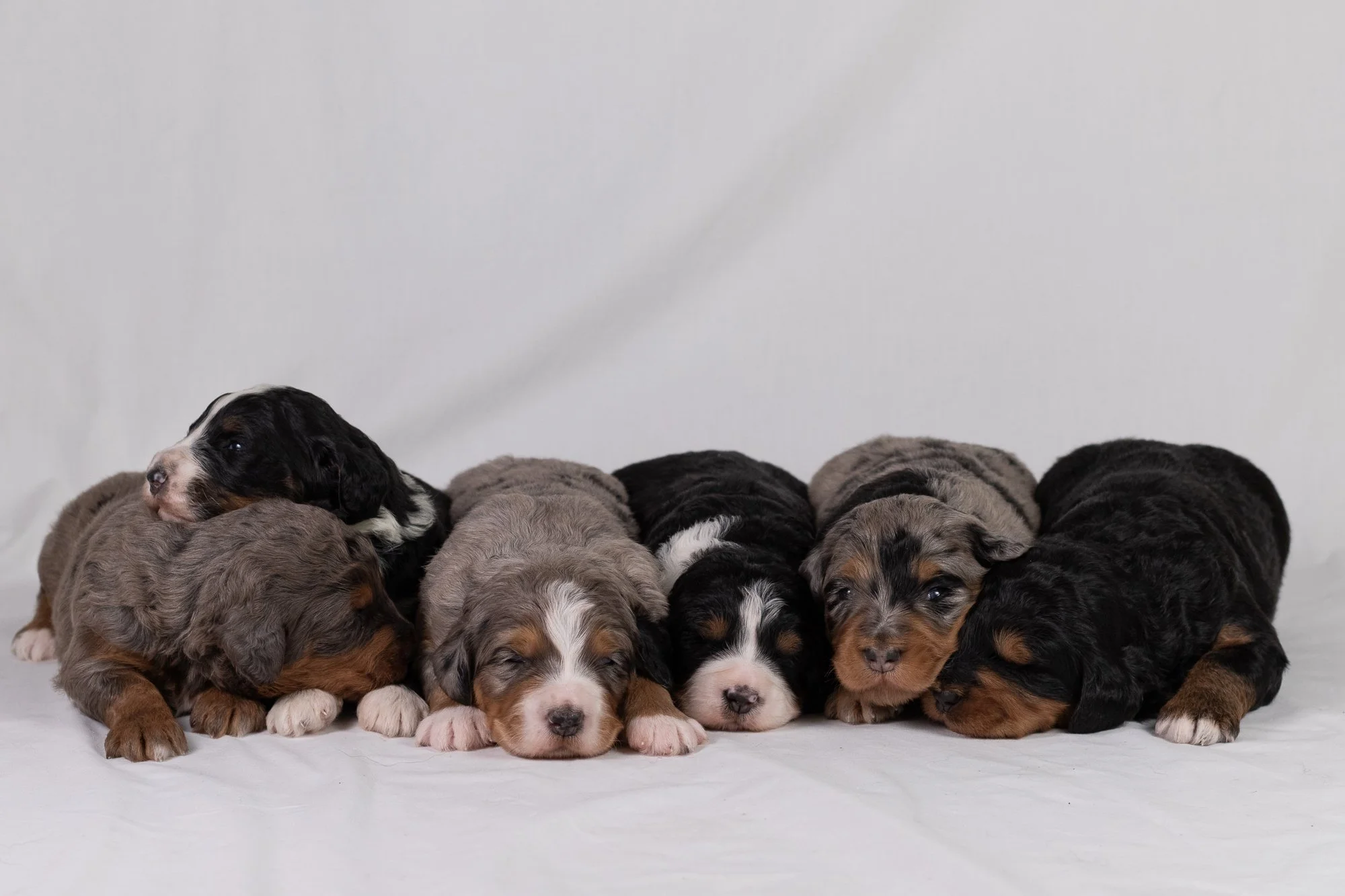 Whole Litter Duck Dynasty-032.jpg