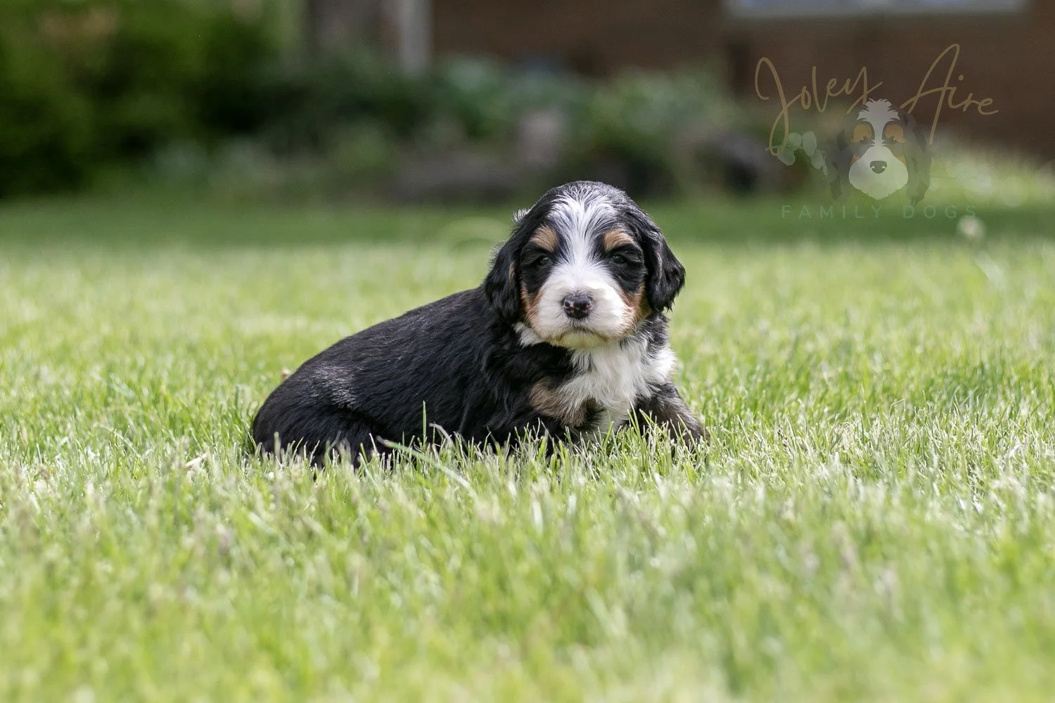 Trumpet Bernedoodle Puppy-31.jpg