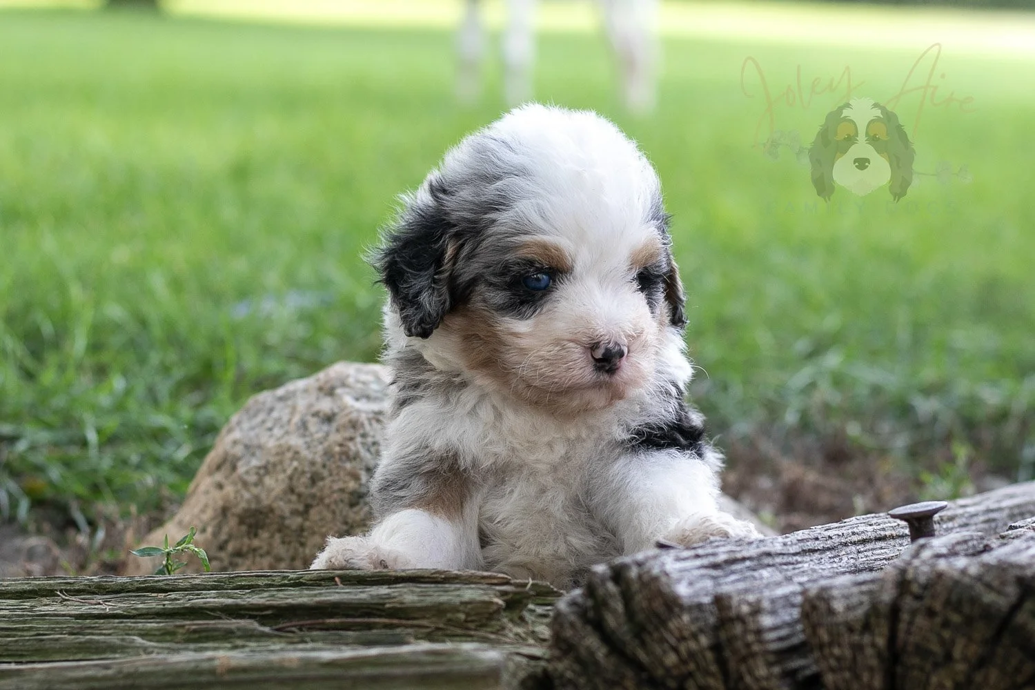 Pablo Picaso Bernedoodle Puppy-197.jpg