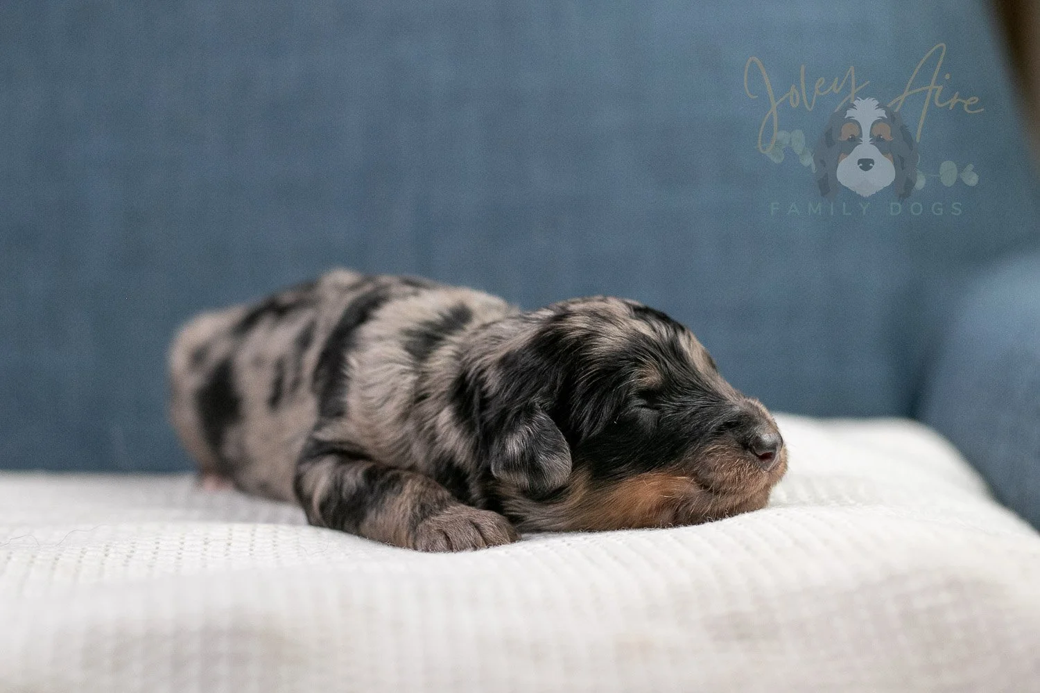 Adam Bernedoodle Puppy-40.jpg