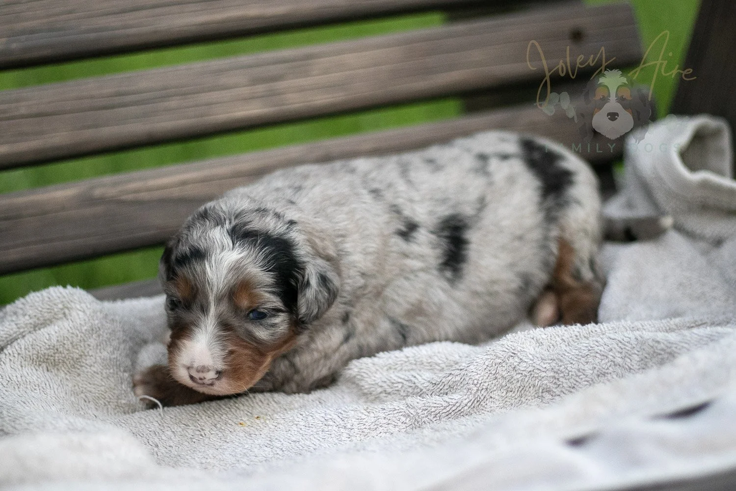 Rachel Lynde Bernedoodle Puppy-45.jpg