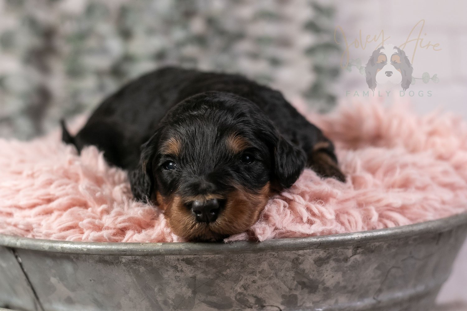 Guitar Bernedoodle Puppy-19.jpg