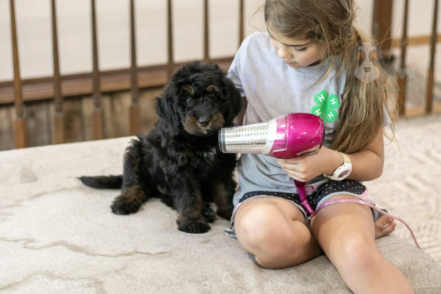 Olympic Bernedoodle Puppy-468.jpg