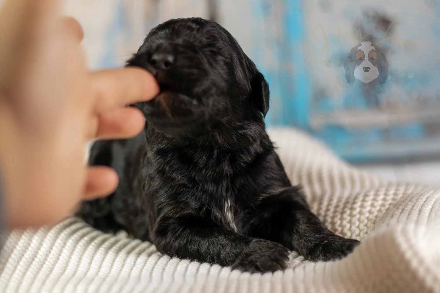 Claude Monet Bernedoodle Puppy-164.jpg