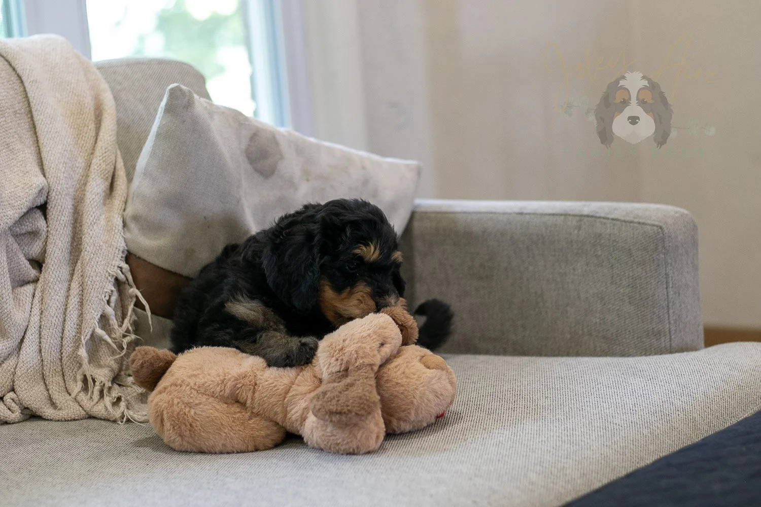 Mini Mae Bernedoodle Puppy-358.jpg