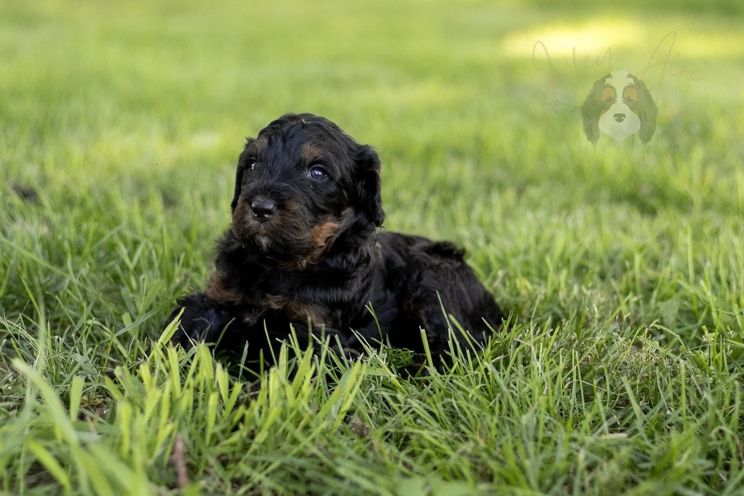 Acadia Bernedoodle Puppy-433.jpg