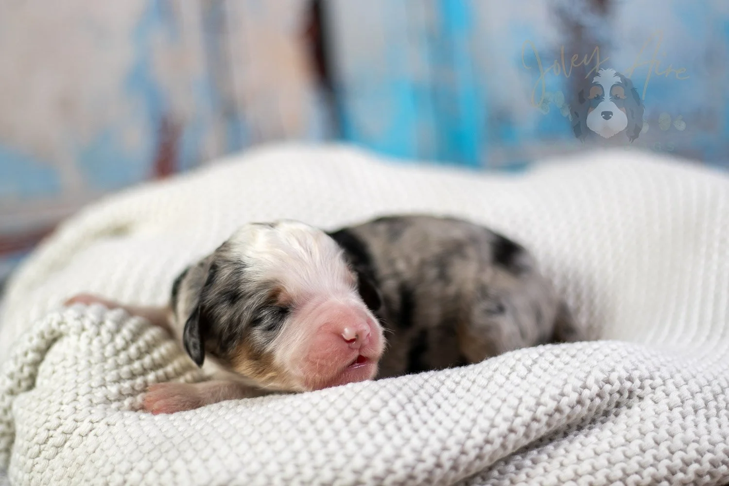 Pablo Picasso Bernedoodle Puppy-58.jpg