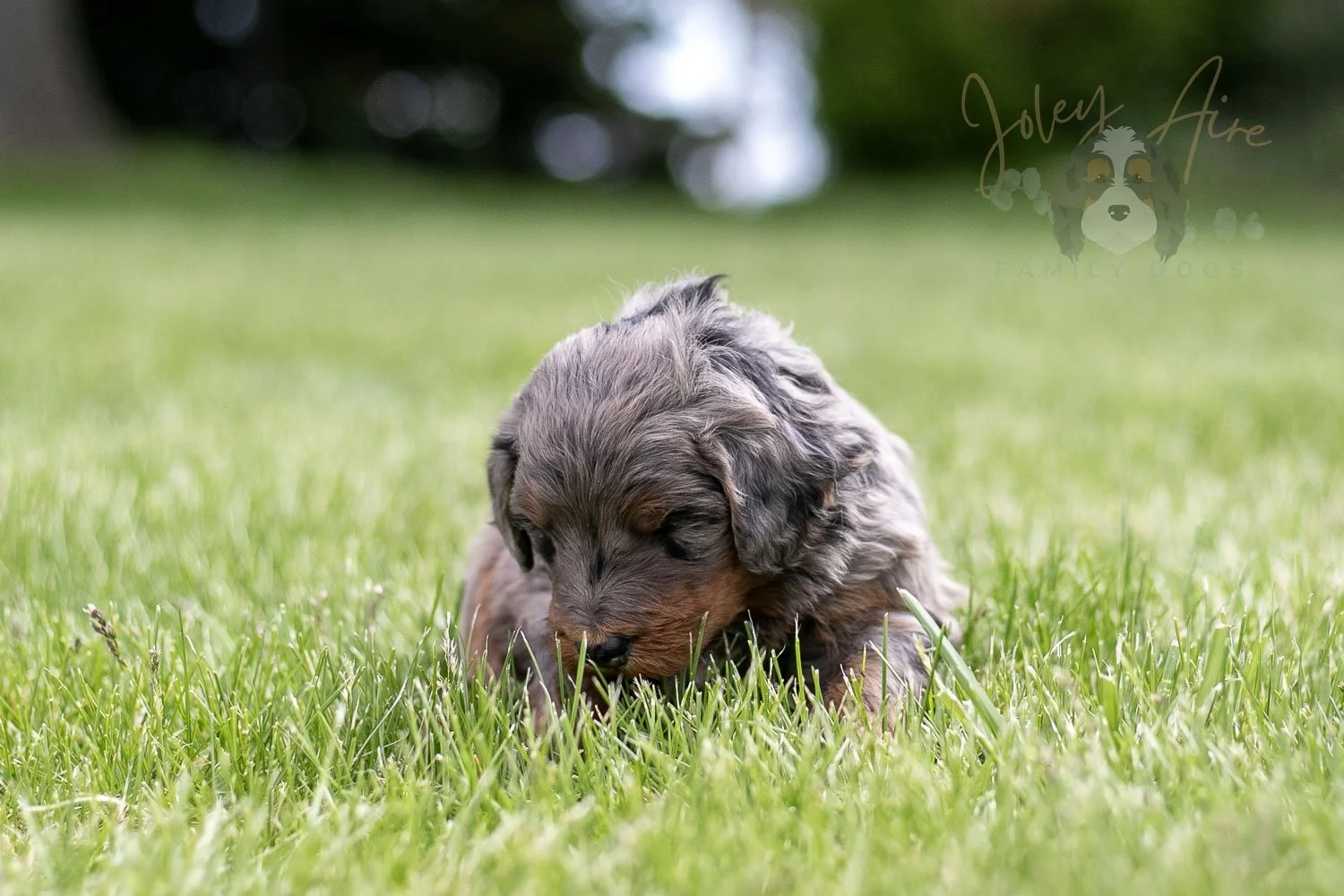 Flute Bernedoodle Puppy-26.jpg