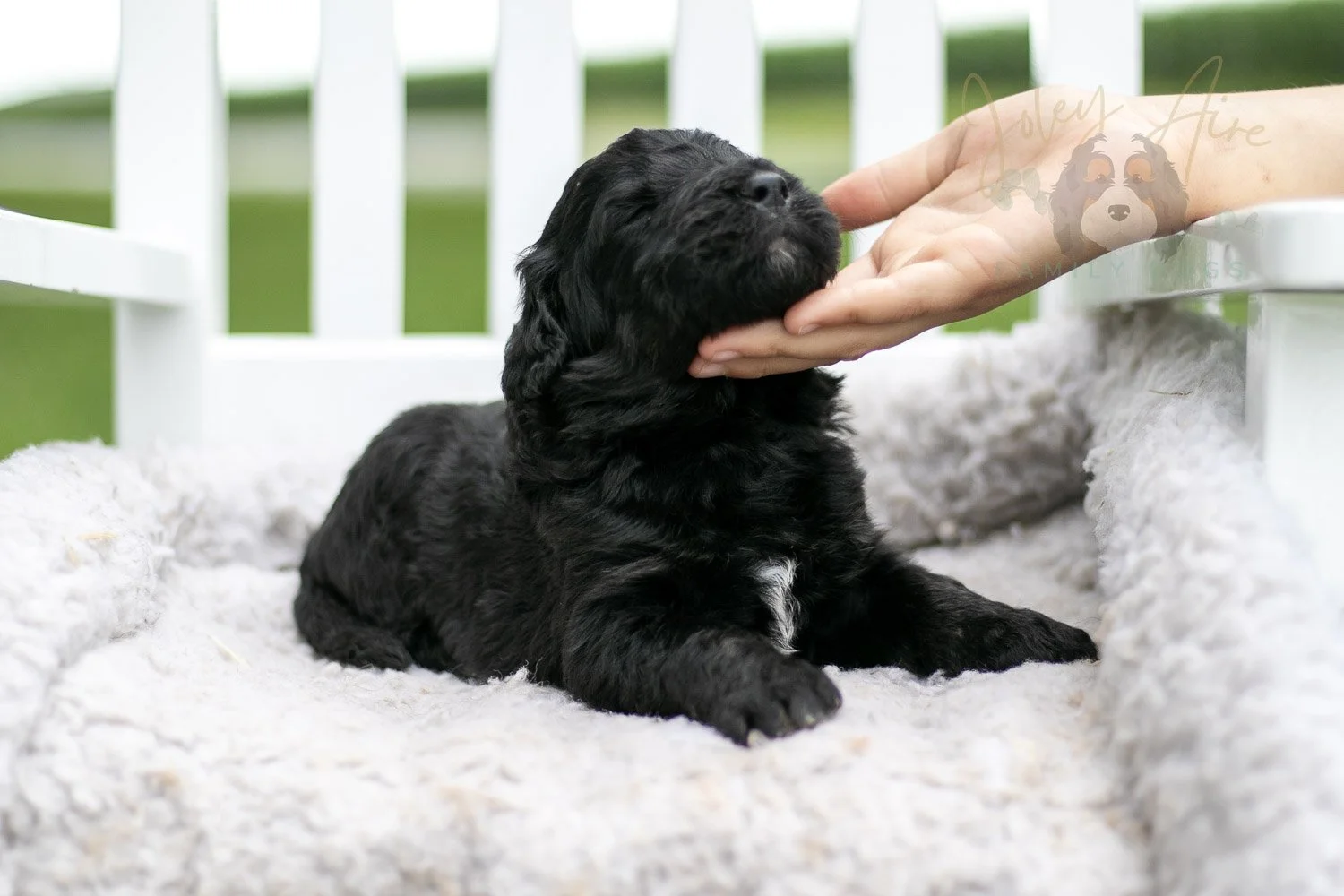 Claude Monet Bernedoodle Puppy-759.jpg