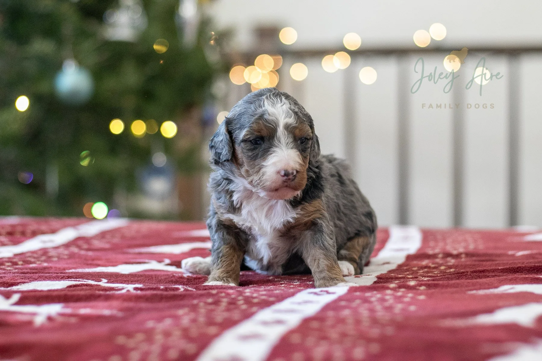 Galadriel - Tri-color Merle Bernedoodle Puppy