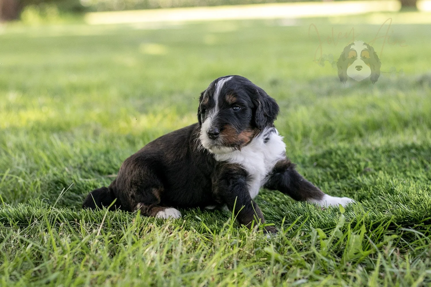 Yosemite Bernedoodle Puppy-387.jpg