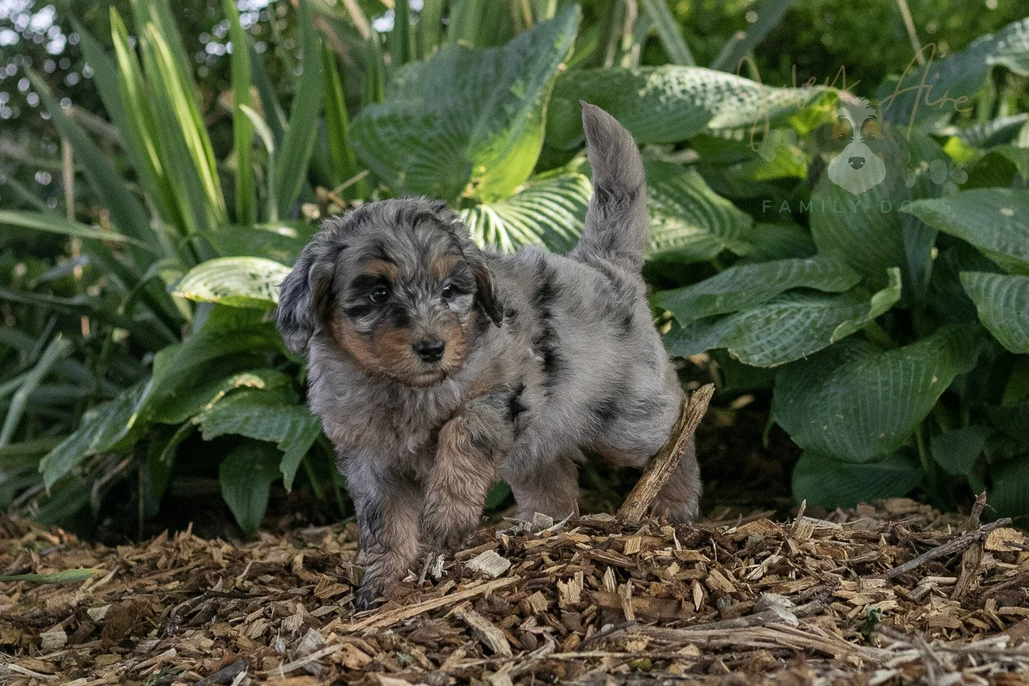 Ukulele Bernedoodle Puppy-6.jpg