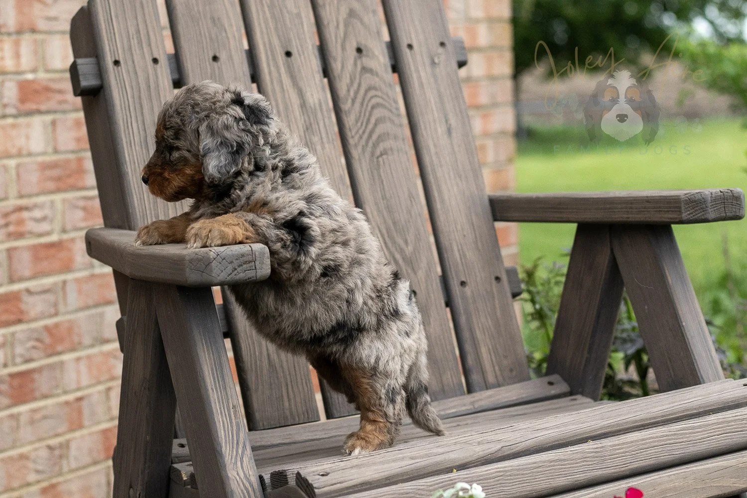 Flute Bernedoodle Puppy-25.jpg