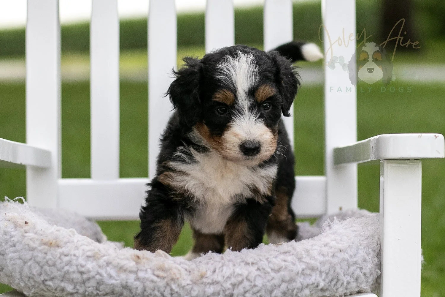 Diana Barry Bernedoodle Puppy-931.jpg