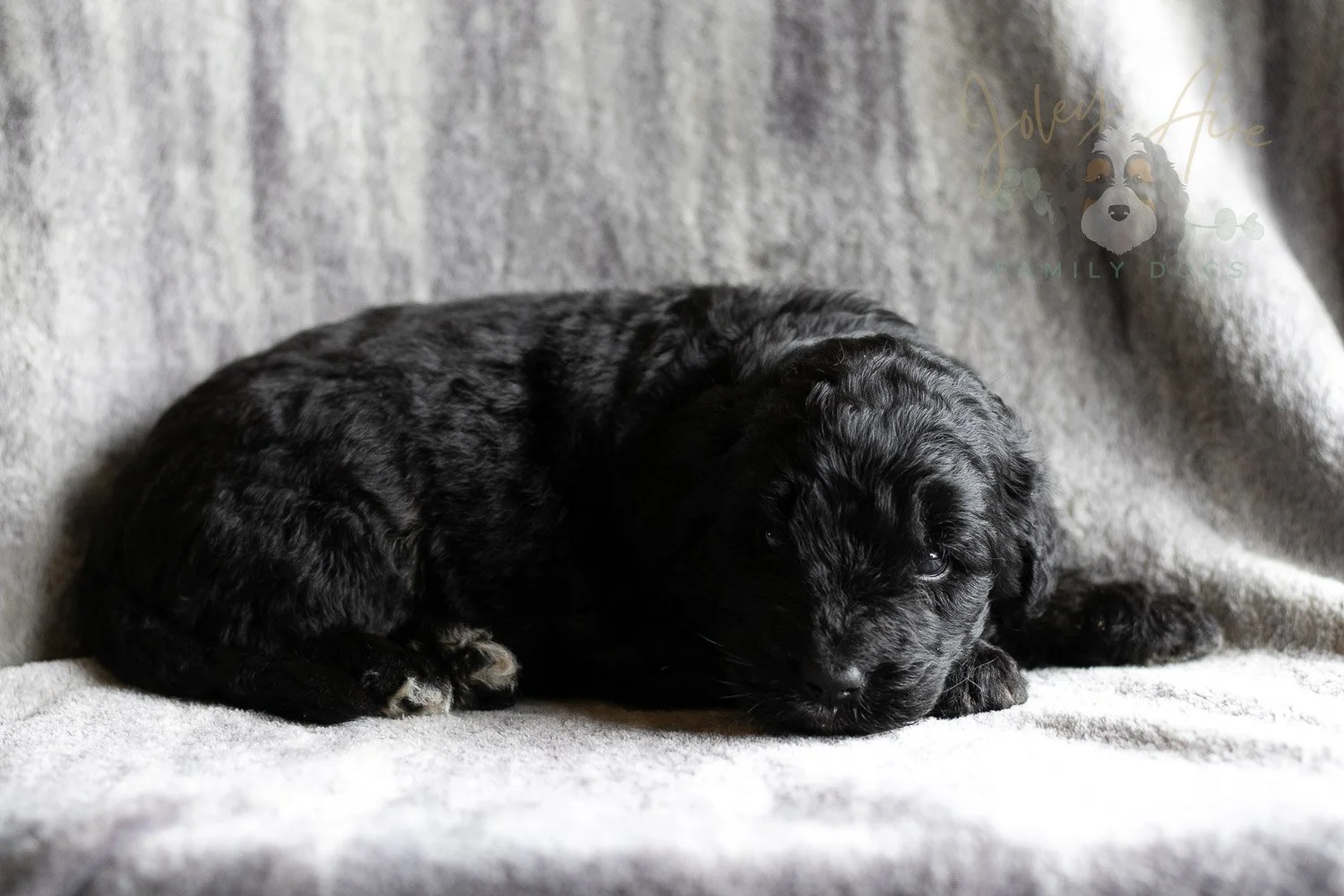 Claude Monet Bernedoodle Puppy-195.jpg