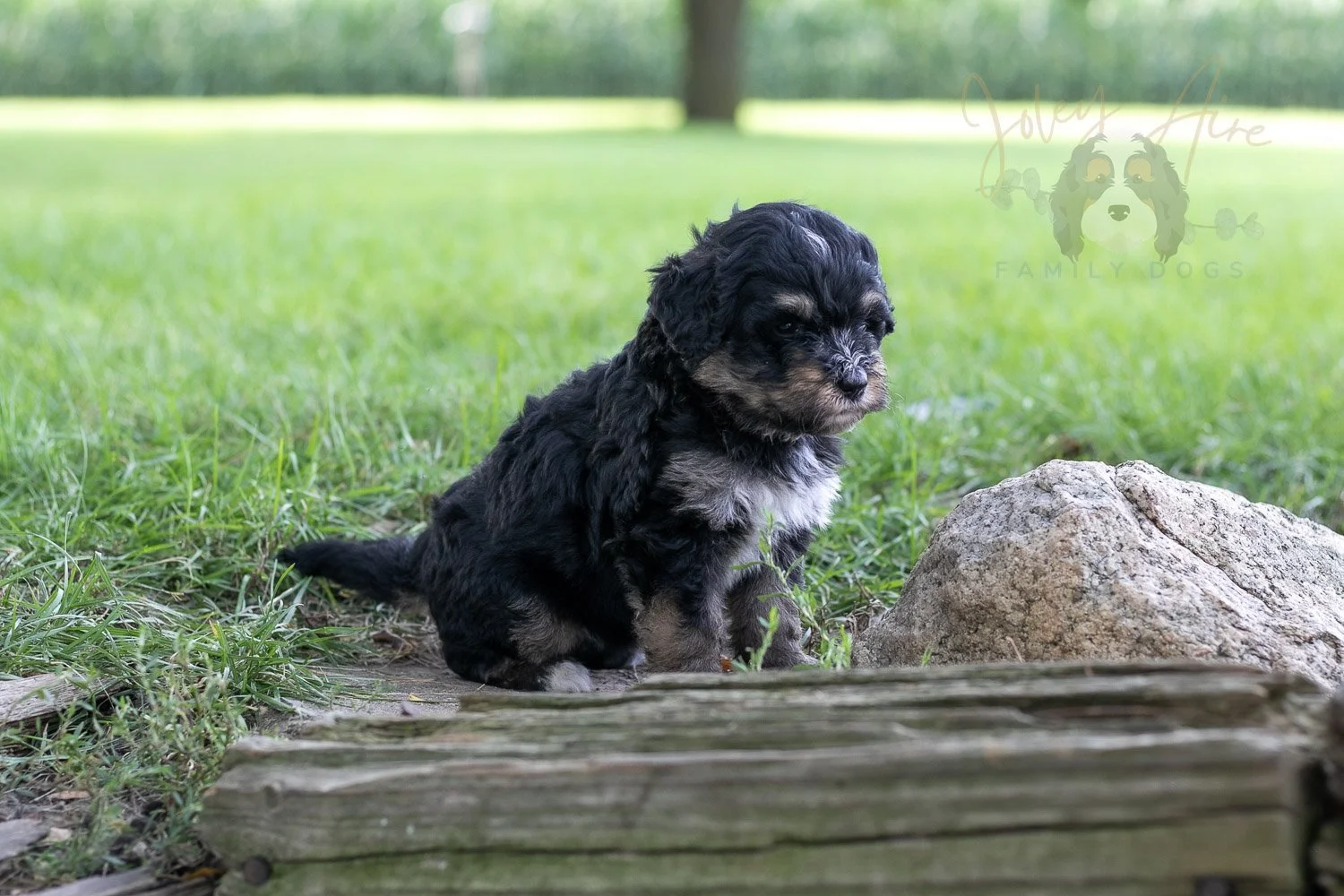 Georgia Bernedoodle Puppy-221.jpg