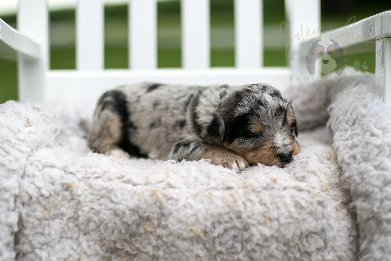Mary Cassatt Bernedoodle Puppy-675.jpg