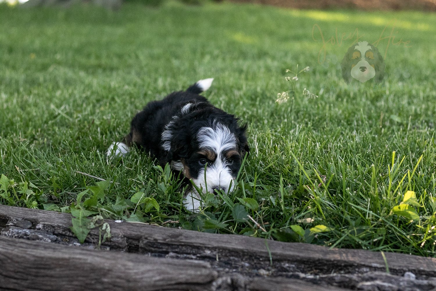Harmonica Bernedoodle Puppy-13.jpg
