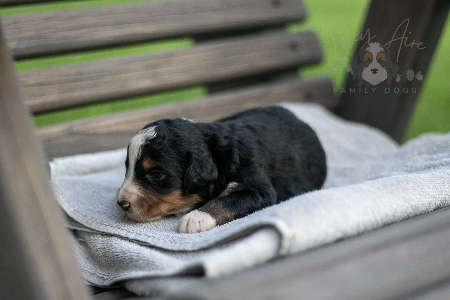 Diana Barry Bernedoodle Puppy-13.jpg