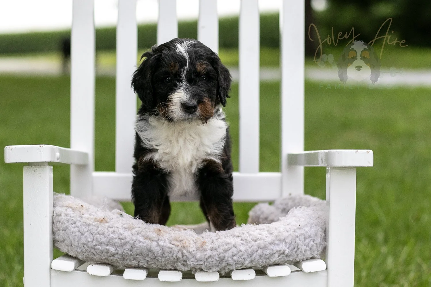 Yosemite Bernedoodle Puppy-966.jpg