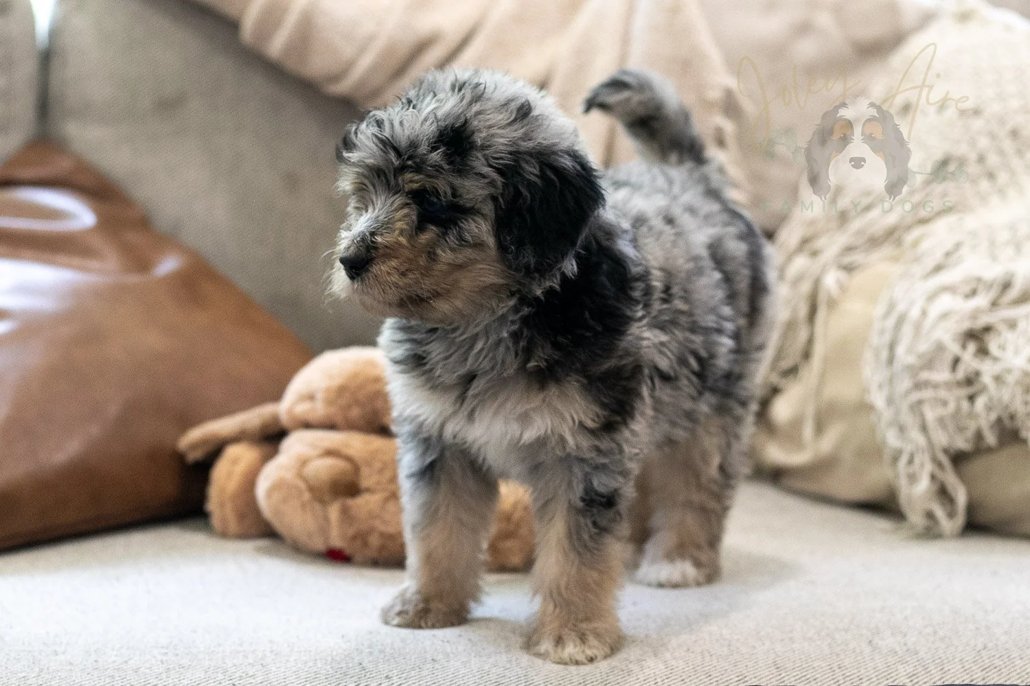 Mary Bernedoodle Puppy-300.jpg