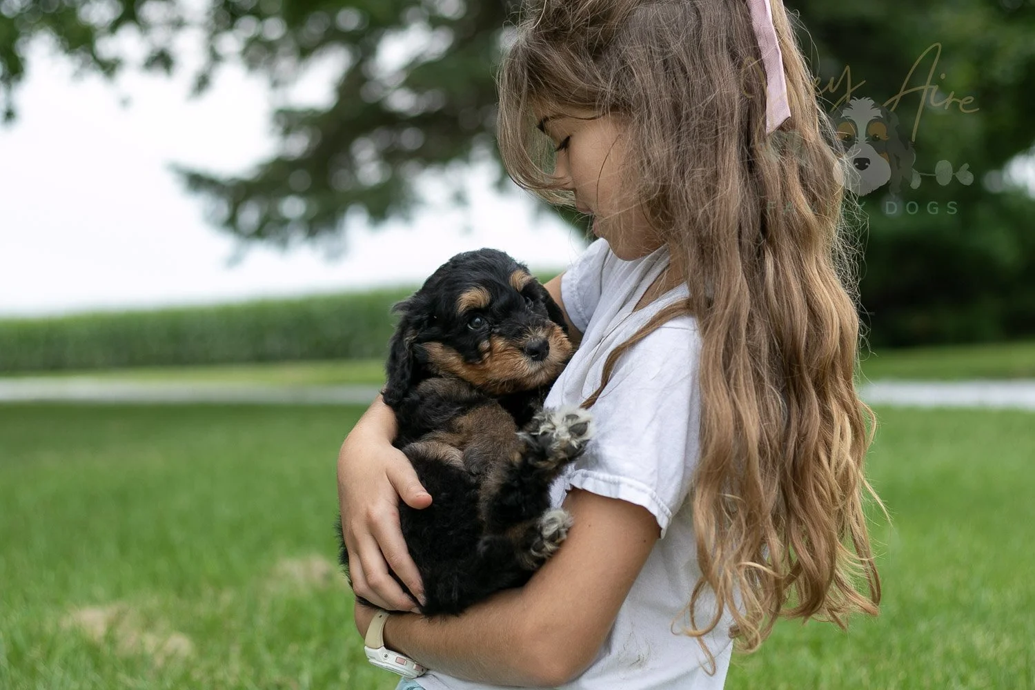 Mini Mae Bernedoodle Puppy-19.jpg