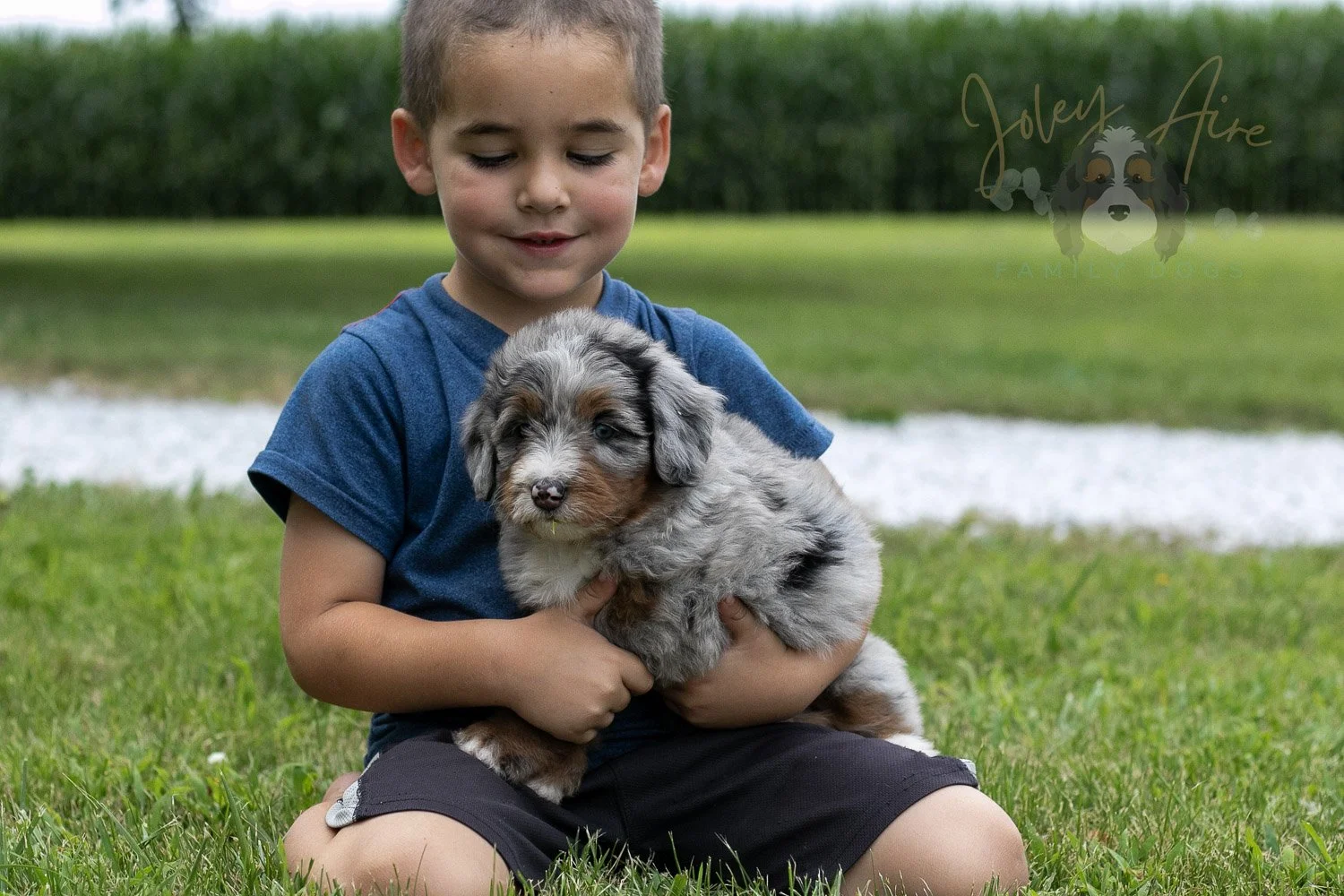 Rachel Lynde Bernedoodle Puppy-3.jpg