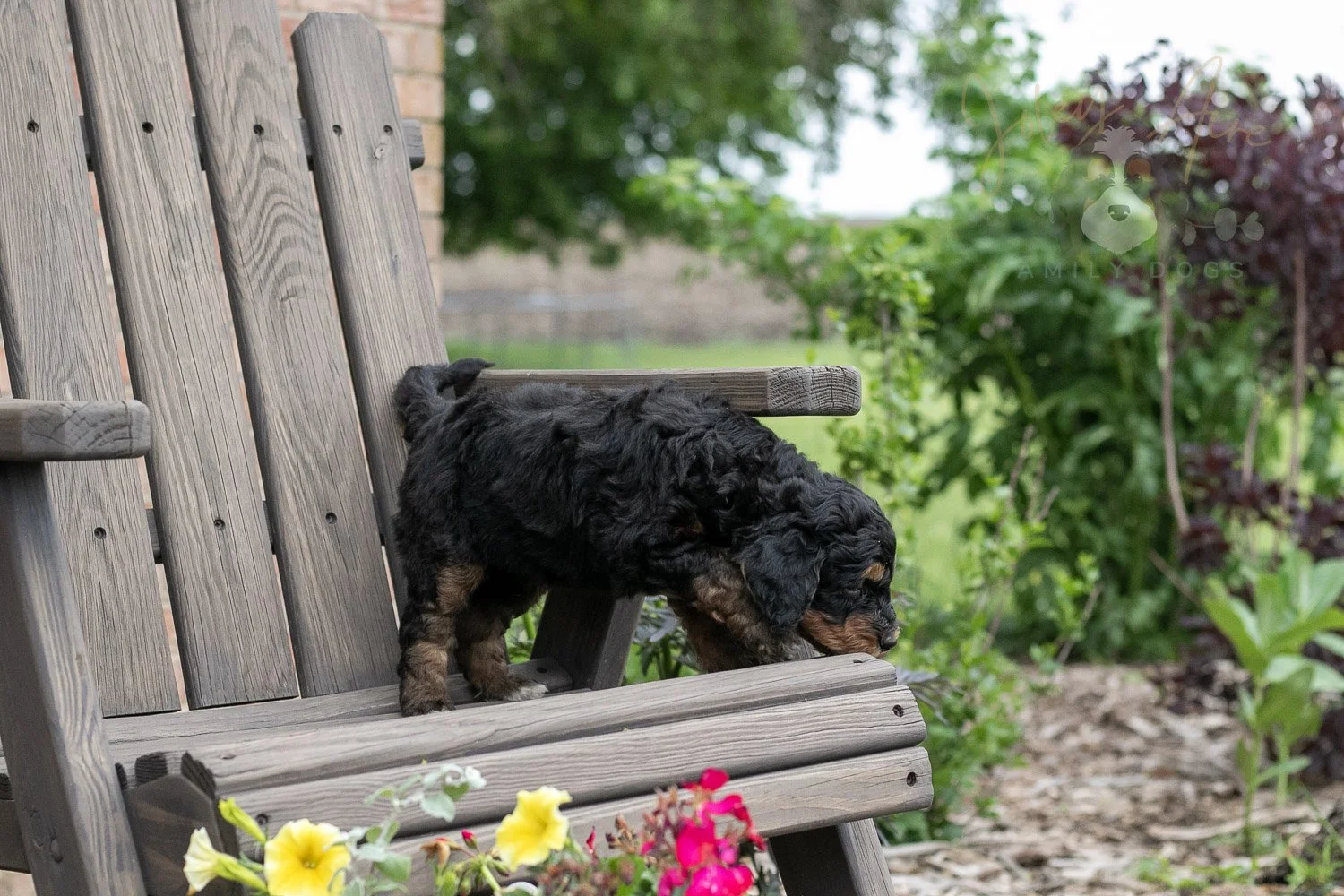 Banjo Bernedoodle Puppy-4.jpg