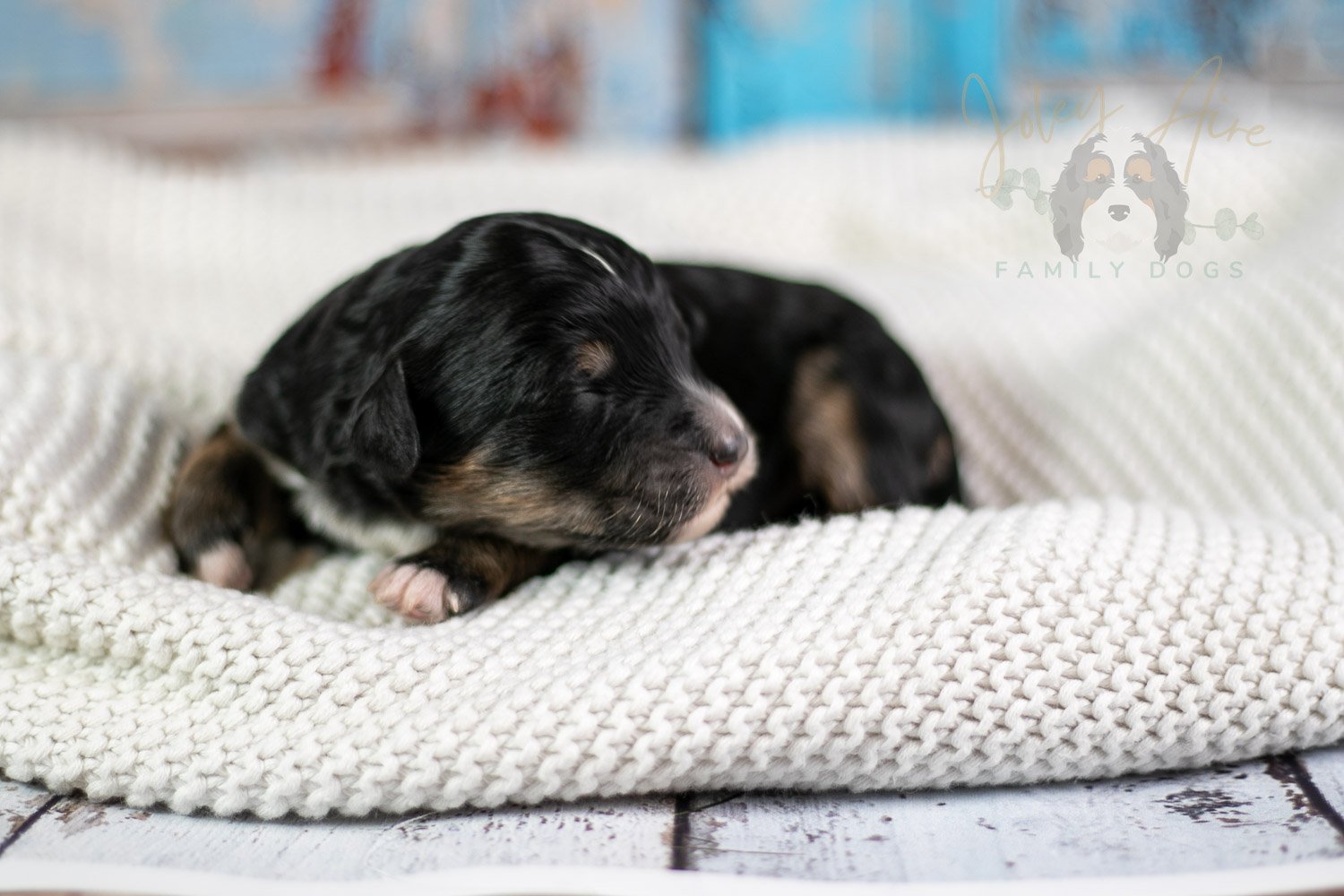 Georgia O'Keefe Bernedoodle Puppy-76.jpg