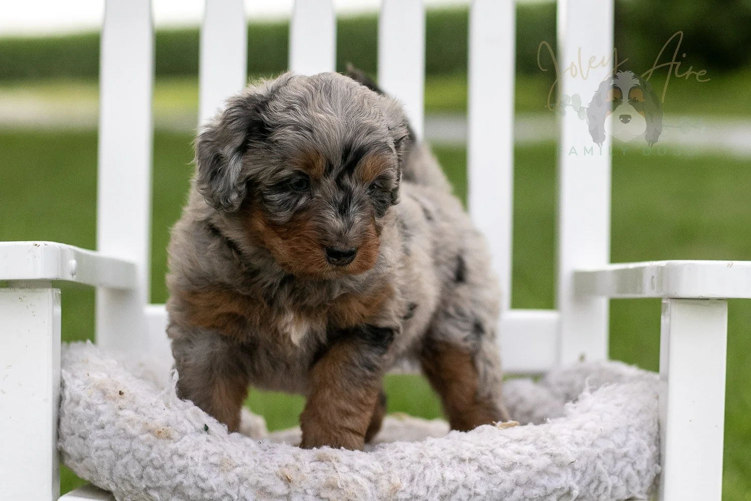 Marrila Cuthbert Bernedoodle Puppy-947.jpg