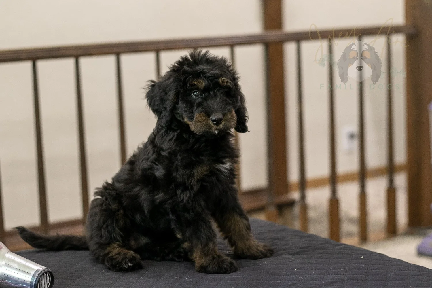 Olympic Bernedoodle Puppy-451.jpg