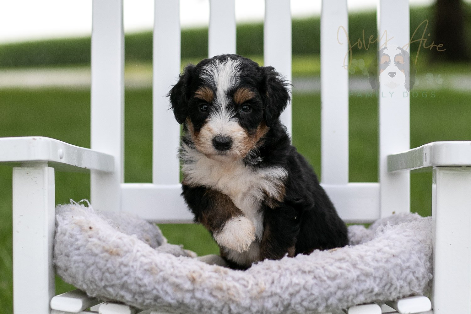 Diana Barry Bernedoodle Puppy-929.jpg