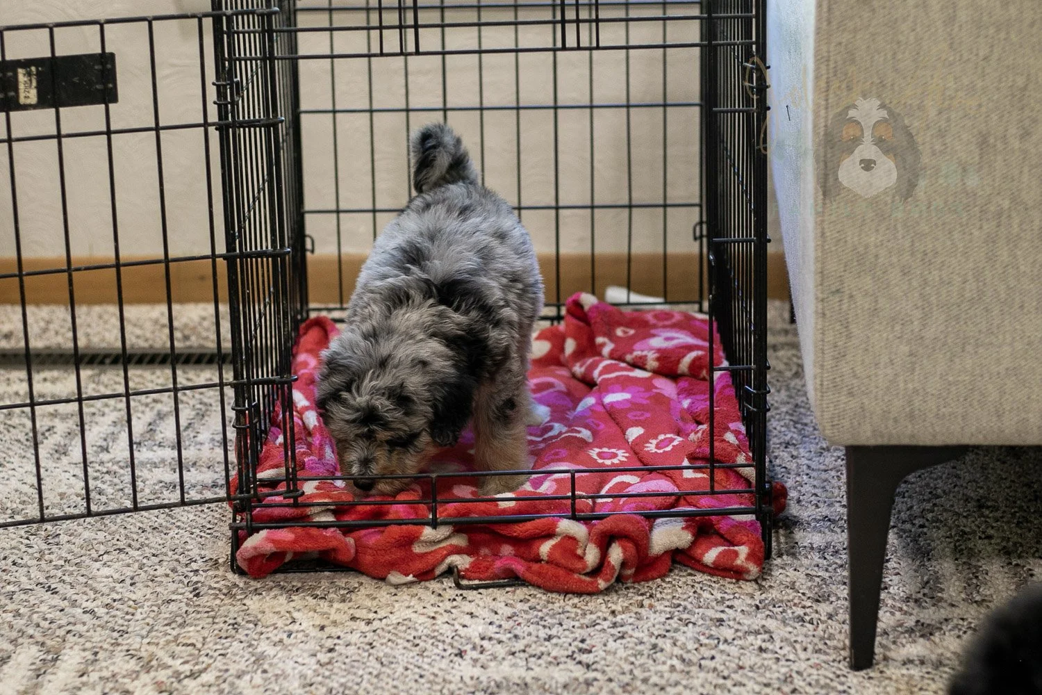 Mary Bernedoodle Puppy-322.jpg