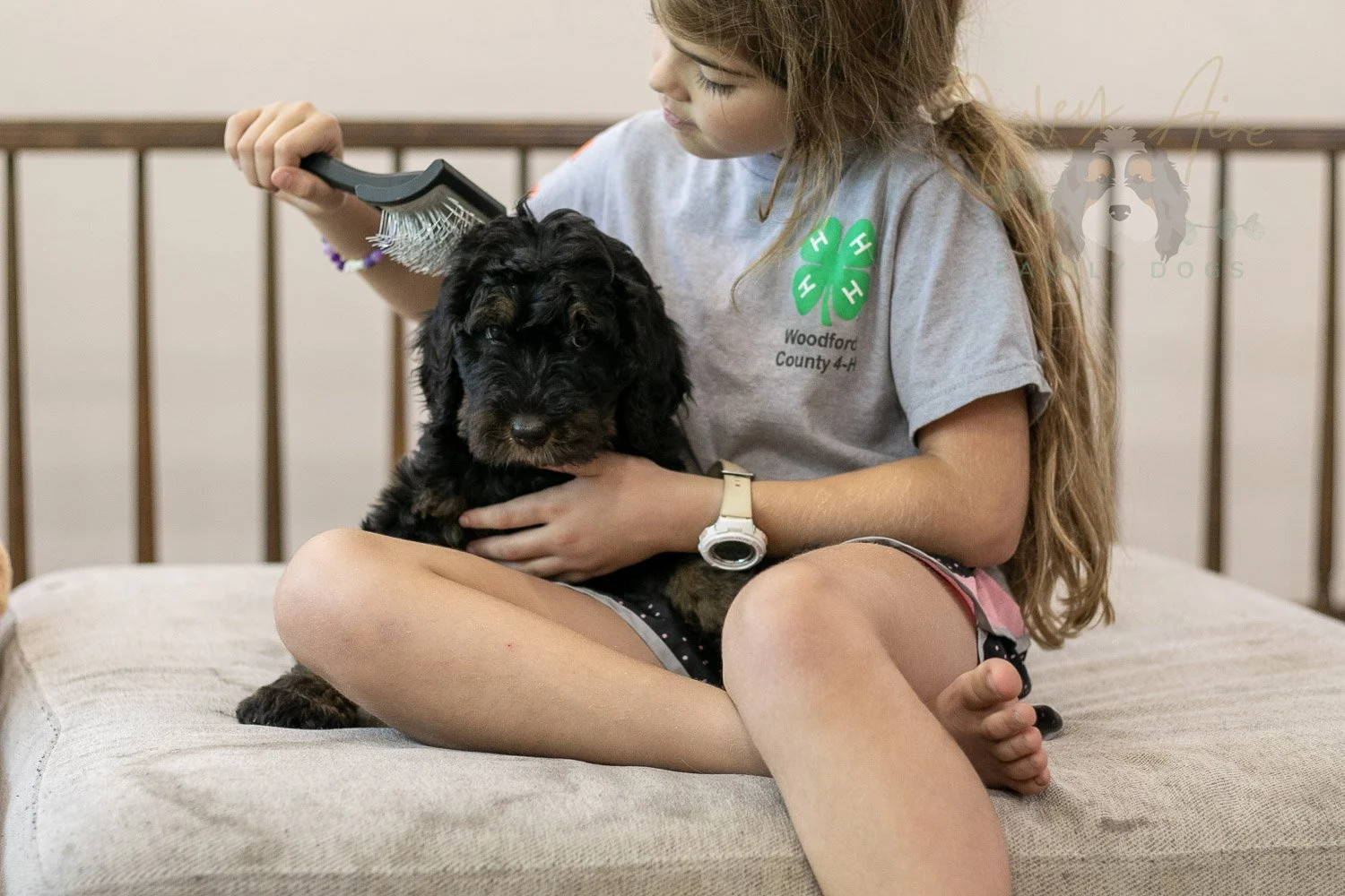 Acadia Bernedoodle Puppy-499.jpg