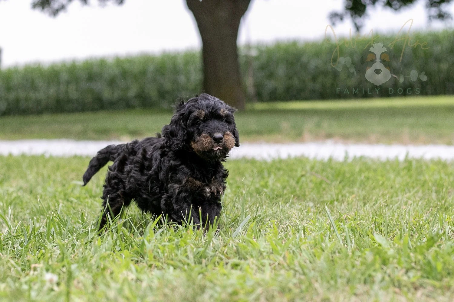 Bryce Bernedoodle Puppy-61.jpg